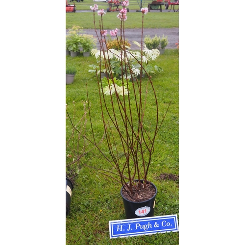 141 - Viburnum 4ft - 1