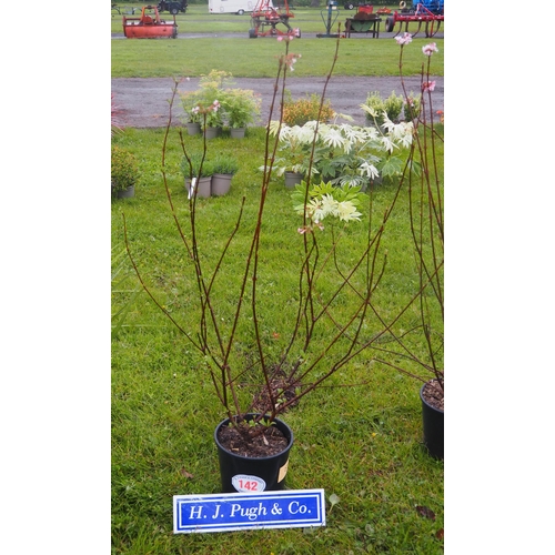 142 - Viburnum 4ft - 1