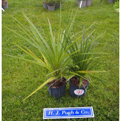 143 - Cordyline 2ft - 2