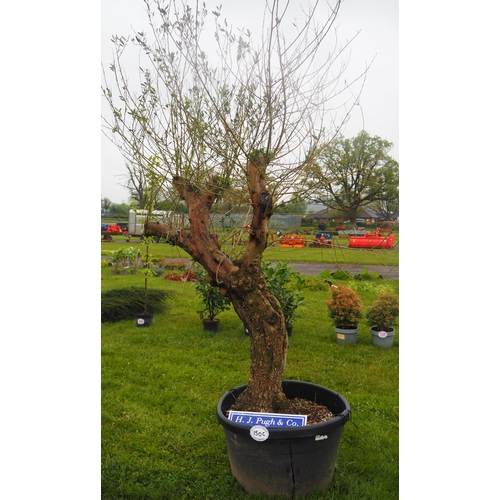 150C - Specimen Olive tree 8ft - 1