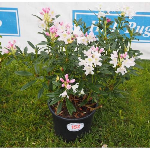 152 - Rhododendron Cunningham's Blush - 1