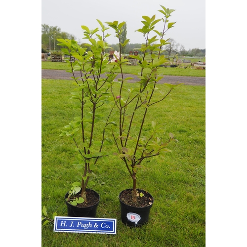 19 - Magnolia Starburst 4ft - 2