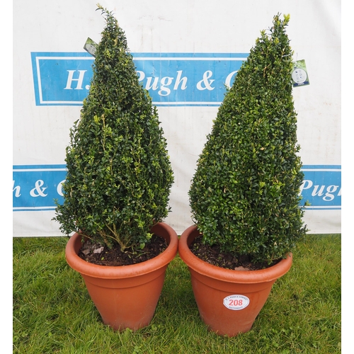 208 - Pyramid shaped Buxus 5ft - 2