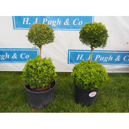 209 - Cloud top Buxus 4ft - 2