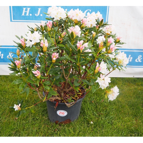 210 - Rhododendron Cunningham White 3ft - 1