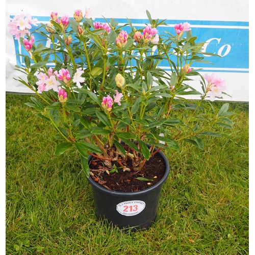 213 - Rhododendron Cunningham's Blush - 1