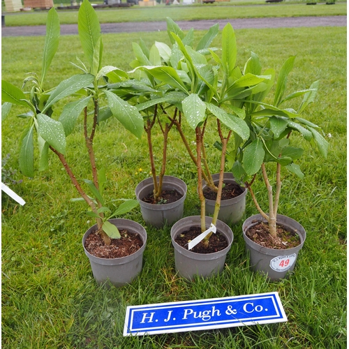49 - Edgeworthia Grandiflora - 5