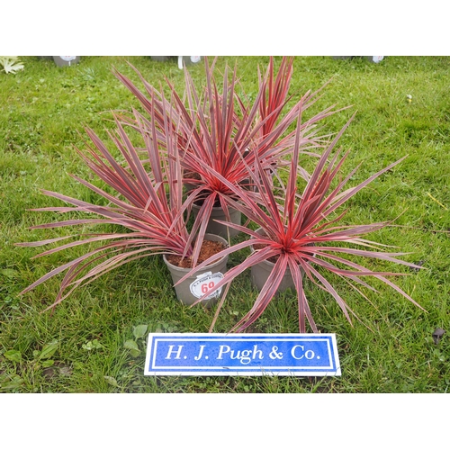 69 - Cordyline - 5