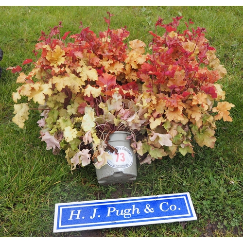 73 - Heuchera - 5