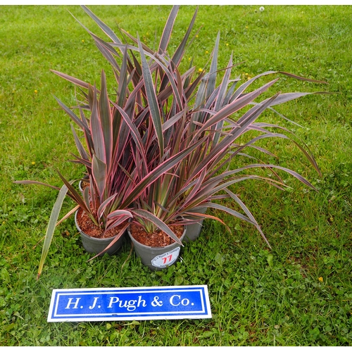 77 - Phormium Pink Stripe - 5