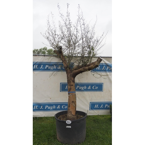 88A - Specimen Olive tree 8ft - 1