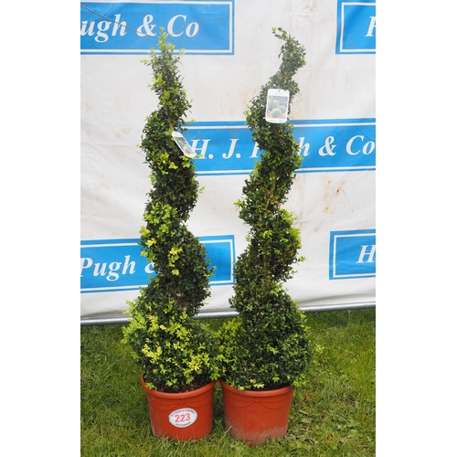 223 - Buxus spirals 4ft - 2