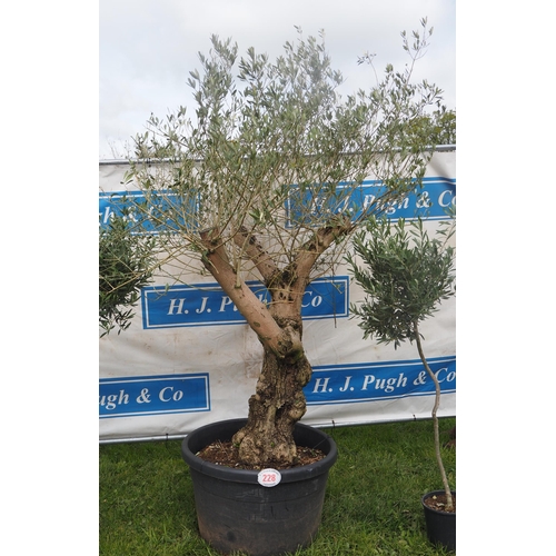 Specimen Olive tree 7ft - 1