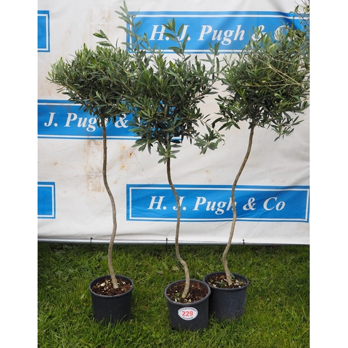 229 - Olive trees 5ft - 3