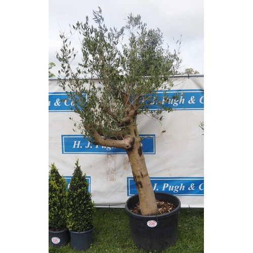 230 - Specimen Olive tree 7ft - 1