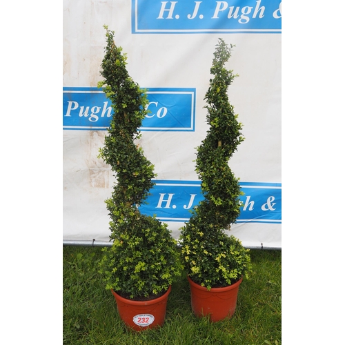 232 - Buxus spirals 4ft - 2