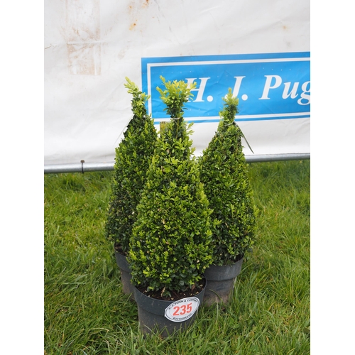 235 - Buxus 2ft - 3