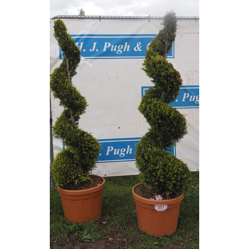 307 - Leylandii spirals 6ft - 2