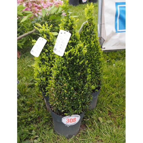 308 - Buxus Pyramids 2ft - 3