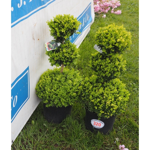 320 - Buxus Pom Poms 3ft - 2