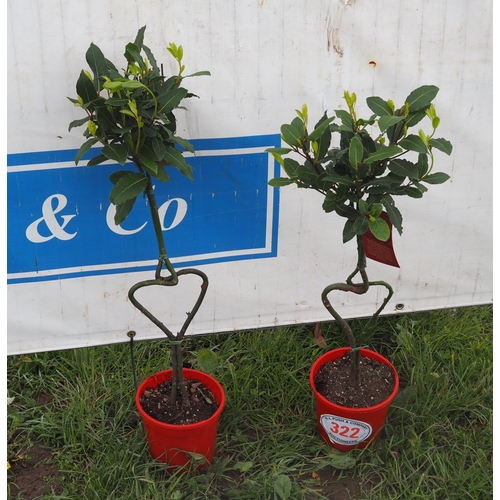 322 - Shaped Bay trees 2ft - 2