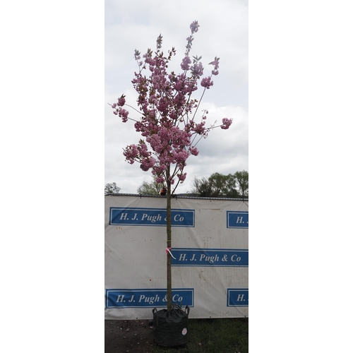 323 - Prunus Kanzan 12ft - 1