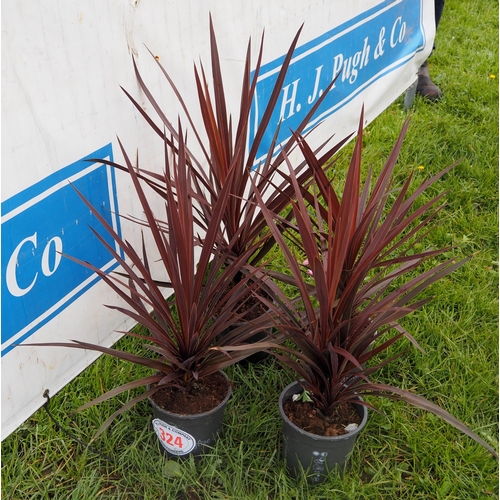 324 - Cordyline - 4