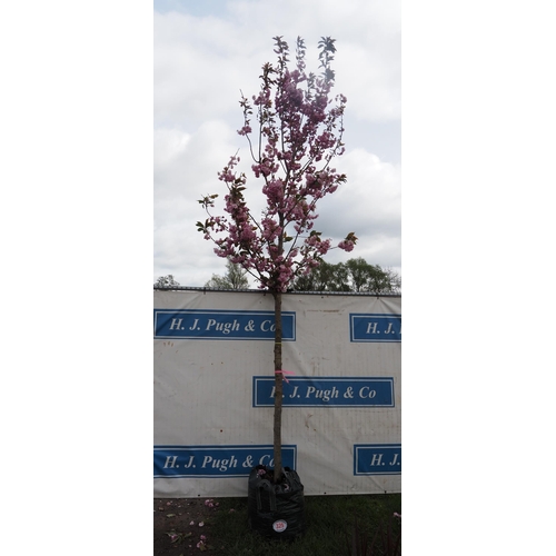 325 - Prunus Kanzan 12ft - 1