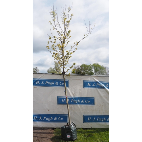 335 - Acer Celebration 14ft - 1