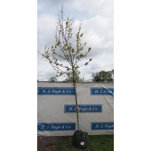 338 - Acer Celebration 14ft - 1