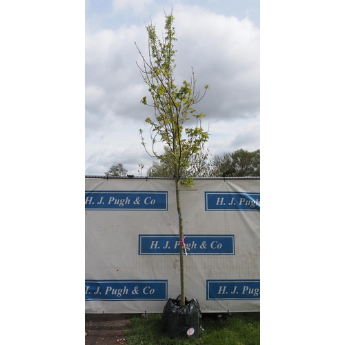 340 - Acer Celebration 14ft - 1