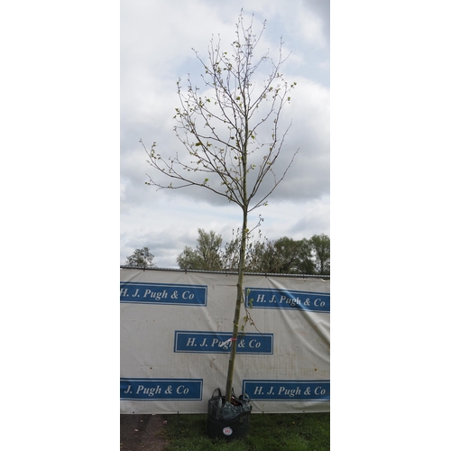 341 - Platanus Acerifolia 15ft - 1