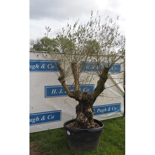 342 - Specimen Olive tree 9ft - 1