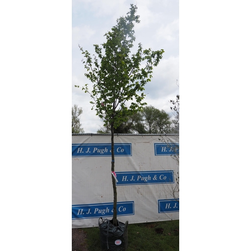 355 - Carpinus Betulus 13ft - 1