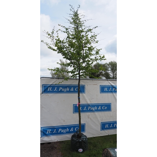 356 - Carpinus Betulus 13ft - 1