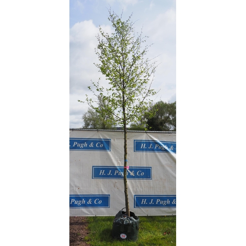 358 - Carpinus Betulus 13ft - 1