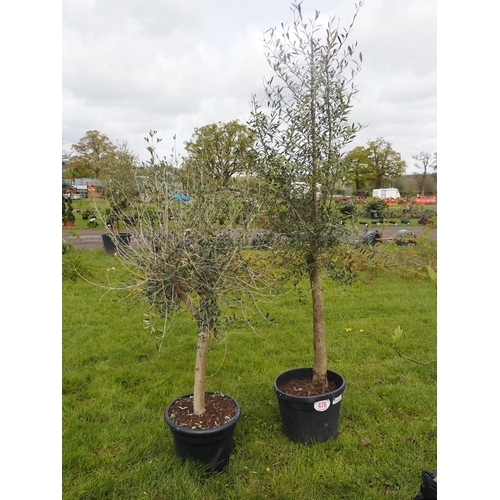 478 - Standard Olive trees 6ft - 2