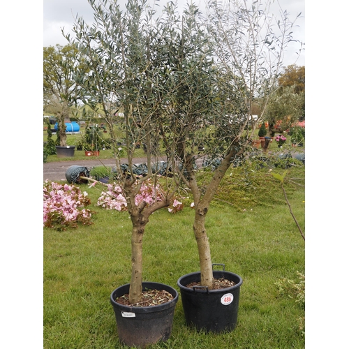 486 - Standard Olive trees 7ft - 2