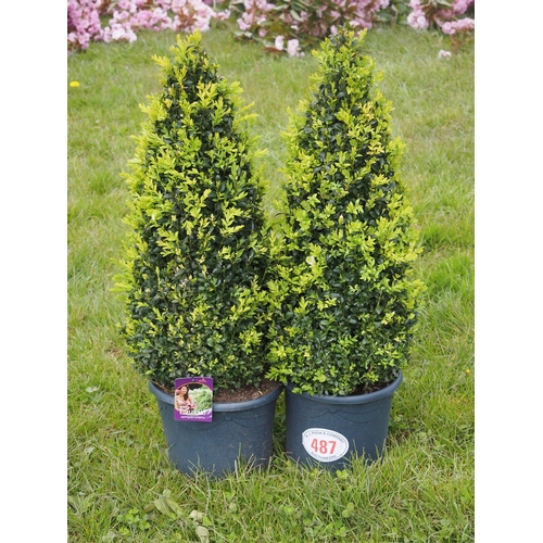 487 - Buxus pyramids 3ft - 2