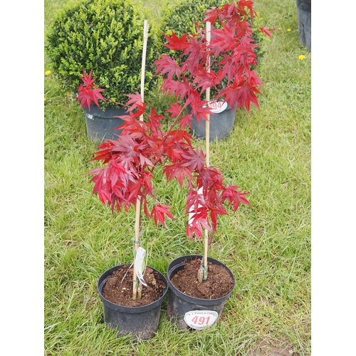 491 - Acer Bloodgood - 2