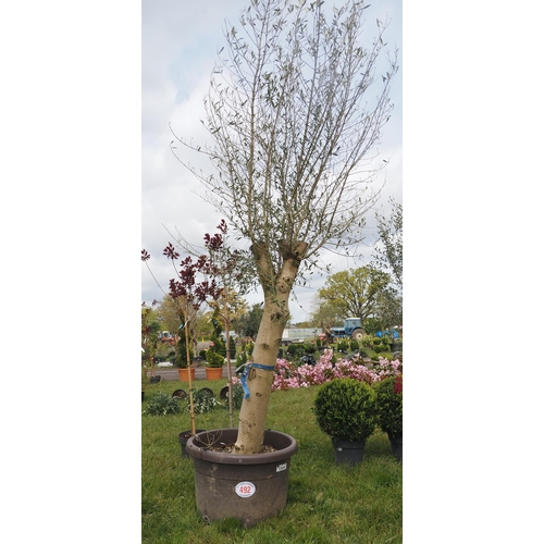 492 - Specimen Olive tree 10ft - 1