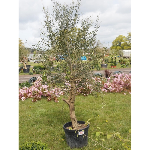 493 - Standard Olive tree 7ft - 1