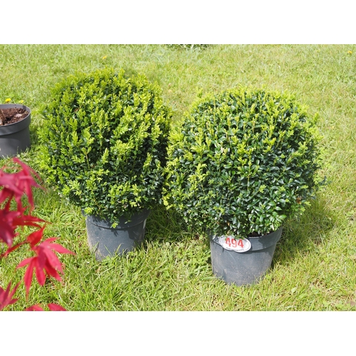 494 - Large Buxus balls - 2