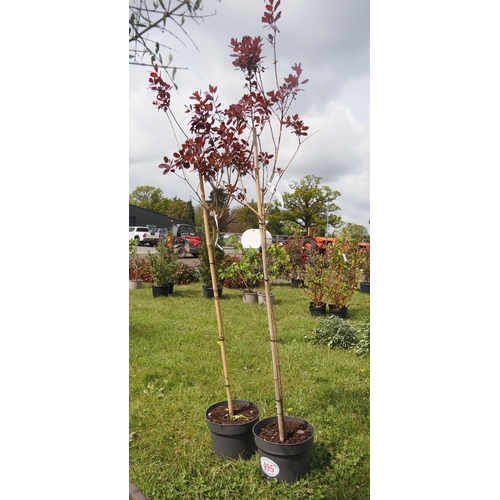 495 - Cotinus Royal Purple - 2