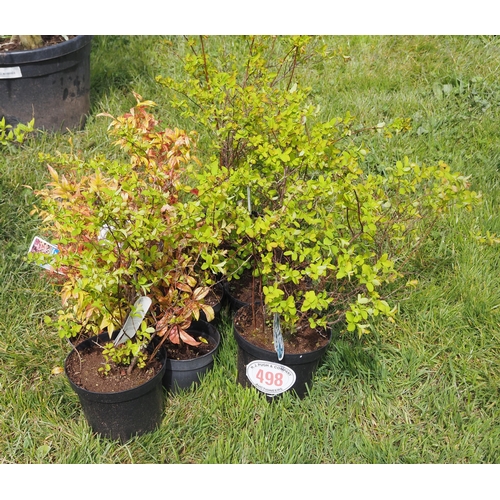 498 - Nandina 6 + Spiraea - 4