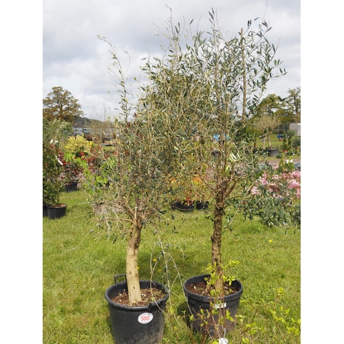 500 - Standard olive trees 7ft - 2