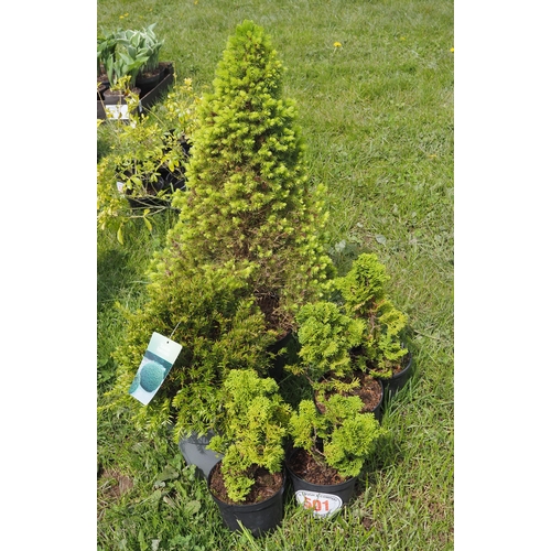 501 - Conifer Obtusa - 4 + Picea - 1 + Taxus Baccata - 1