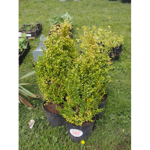 502 - Buxus - 4