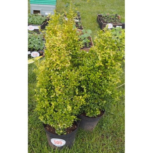 505 - Buxus - 5