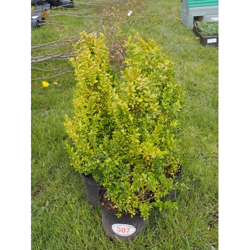 507 - Buxus - 5